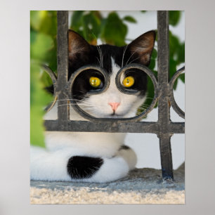 Poster Curieux Chat avec cadre de spectacles amusant Phot