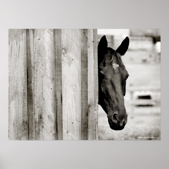 Poster Curieux Cheval Noir (Devant)