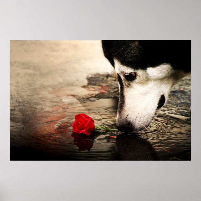 Poster Curieux chien et rose rouge (Devant)