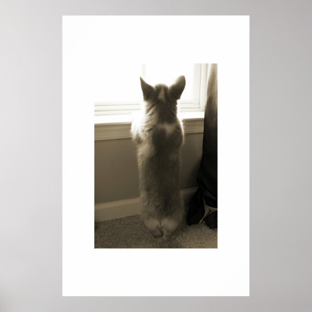 Poster Curieux Corgi (Devant)