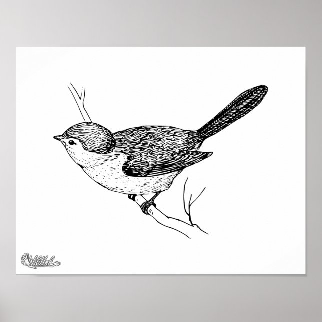 Poster Curieux croquis Bushtit Bird (Devant)
