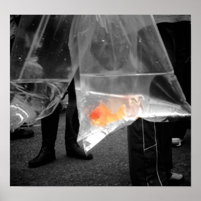 Poster Curieux de poisson d'or / Photo (Devant)