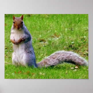 Poster Curieux écureuil gris
