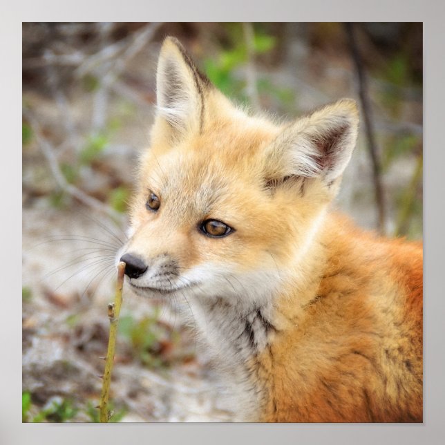 Poster Curieux Kit Young Fox (Devant)