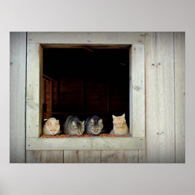 Poster Curieux Kitties qui chatouille vers le bas (Devant)
