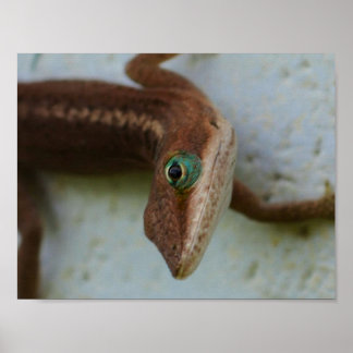 Poster Curieux Lézard Wall Art