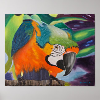 Poster Curieux Macaw