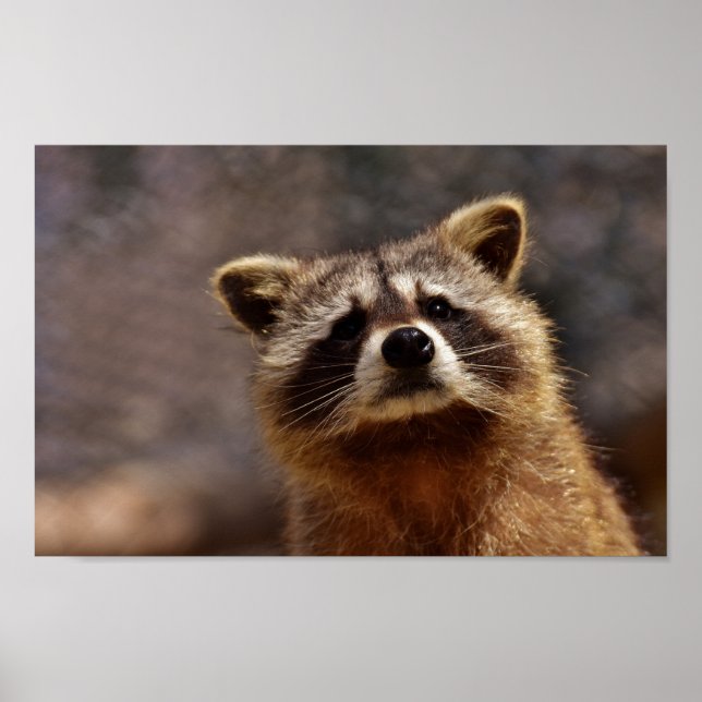 Poster Curieux Raccoon (Devant)