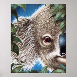 Poster Curios Koala