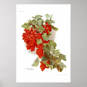 Poster Currant rouge 'Le Southwell'