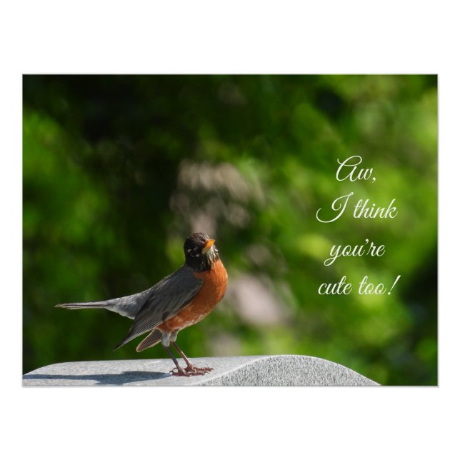 Poster Cute American Robin *personnaliser* (Devant)