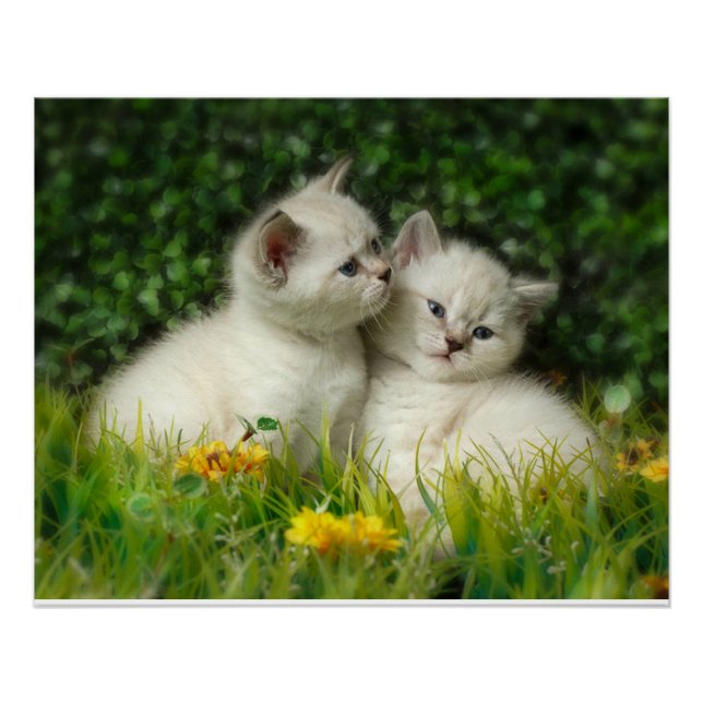 Poster Cute britannique Shorthair Kittens dans le jardin (Devant)