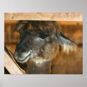 Poster Cute Brown Alpaca Llama ferme animal