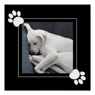 Poster Cute Chien Single 1 Photo Paws noirs et blancs