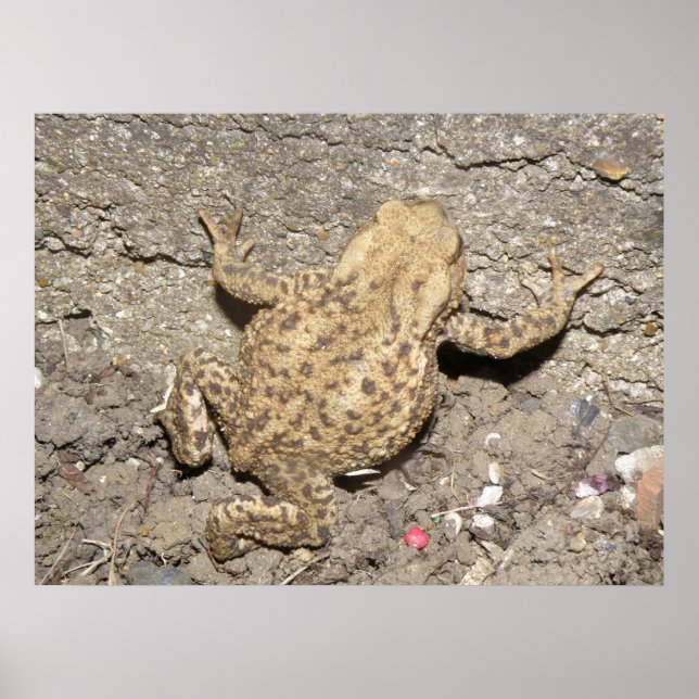 Poster Cute Crawling Toad Print (Devant)