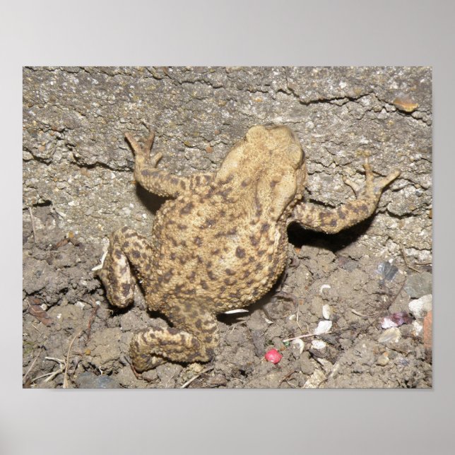 Poster Cute Crawling Toad Print (Devant)