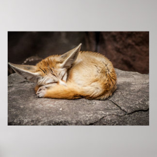 Poster Cute Fennec Fox
