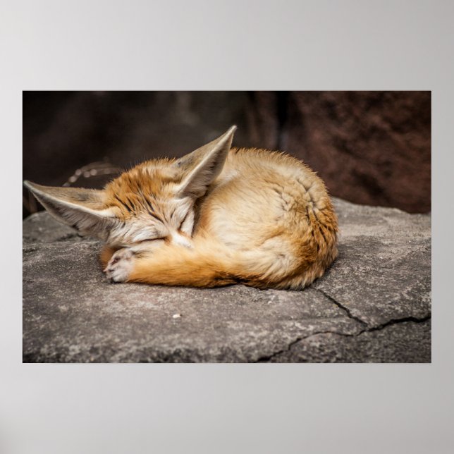 Poster Cute Fennec Fox (Devant)