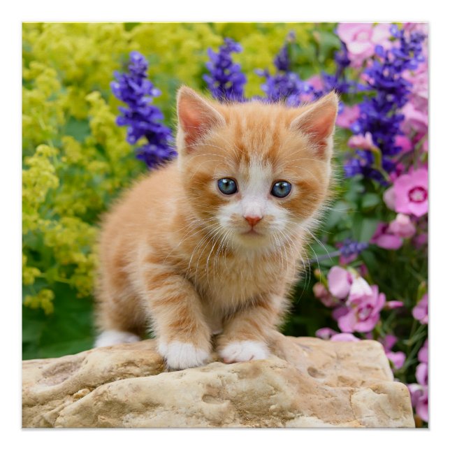 Poster Cute Ginger Chat Kitten Fleur Jardin Photographie (Devant)