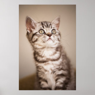 Poster Cute Grey Anglais Cheveux Courte Kitten (Tabby Ble