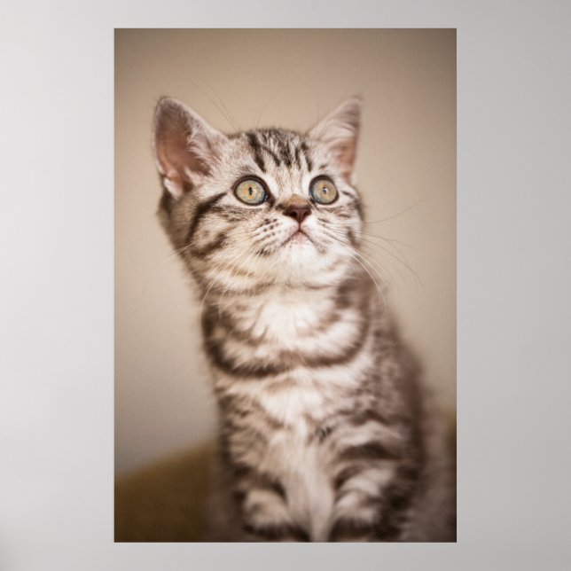 Poster Cute Grey Anglais Cheveux Courte Kitten (Tabby Ble (Devant)