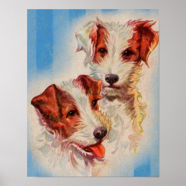 Poster CUTE Jack Russell terriers (Devant)