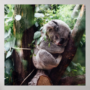 Poster Cute Koala Ours se relaxant dans un arbre
