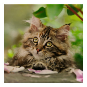 Poster Cute Maine Coon chaton