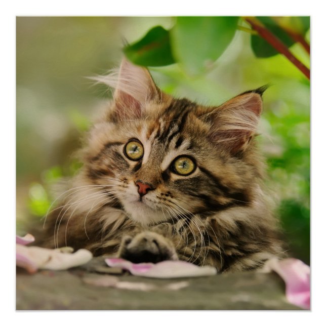 Poster Cute Maine Coon chaton (Devant)