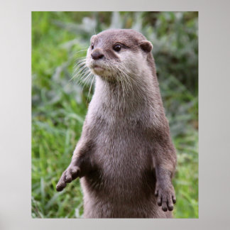 Poster Cute Otter