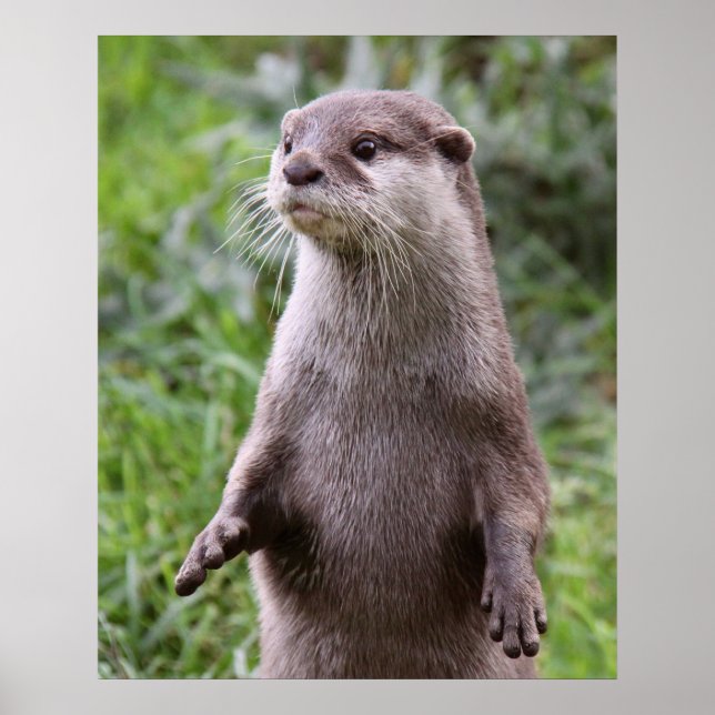 Poster Cute Otter (Devant)
