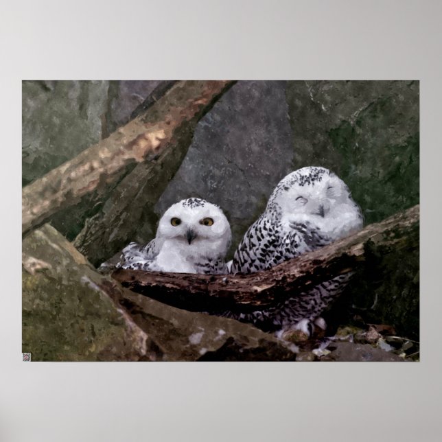 Poster Cute Owls (Devant)