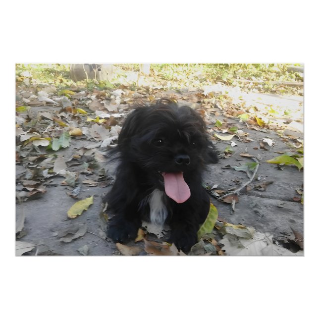 Poster Cute Puppy Alert (Devant)