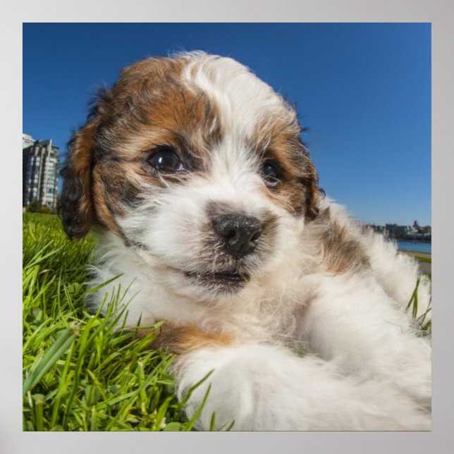 Poster Cute puppy dog (Devant)