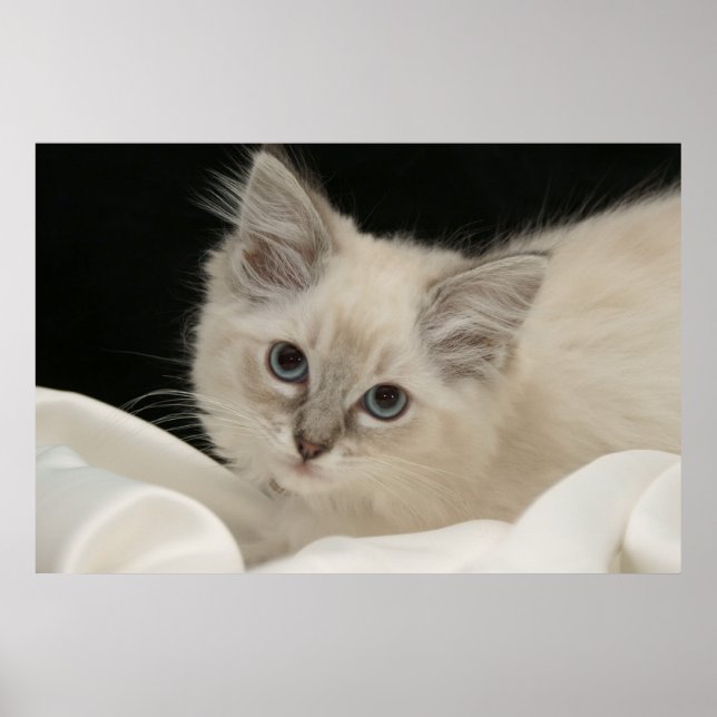 Poster Cute Ragdoll kitten (Devant)