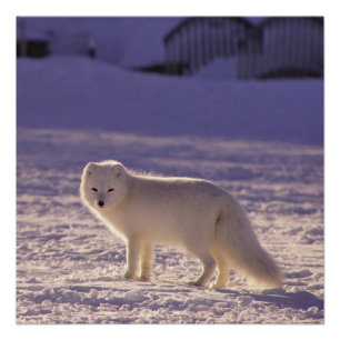 Poster Cute White Arctic Fox neige hiver Photographie