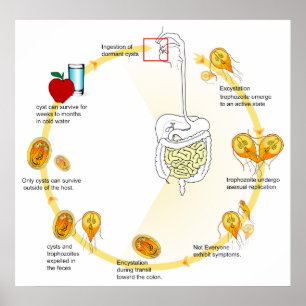 Poster Cycle de vie du diagramme de Parasite Giardia Lamb
