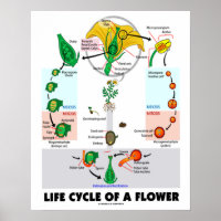 Cycle De Vie D'Une Fleur (Angiosperme)