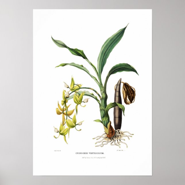 Poster Cycnoches ventricosum par Miss Drake. (Devant)