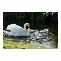 Cygne blanc avec poules