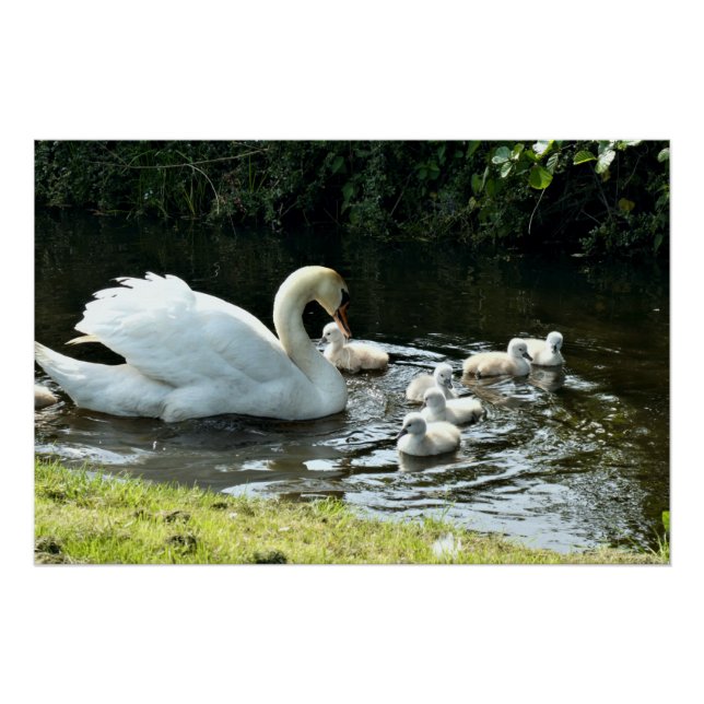 Poster Cygne blanc avec poules (Devant)
