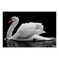 Cygne blanc sur le lac