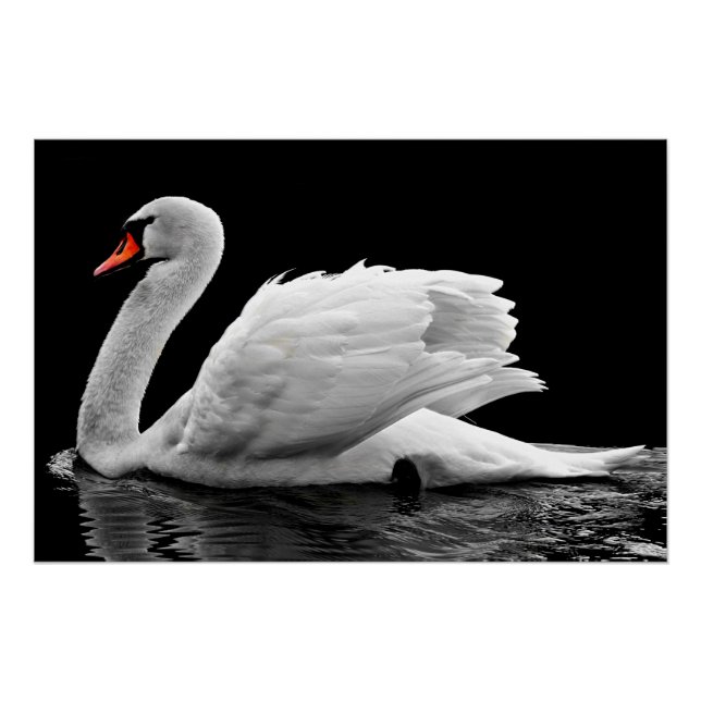Poster Cygne blanc sur le lac (Devant)