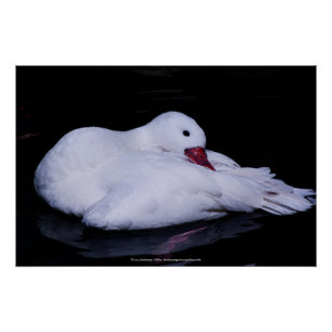 Poster Cygne Coscoroba P3442