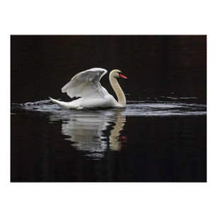Poster Cygne et réflexions