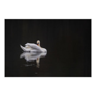 Poster cygne sur l'eau (swan)