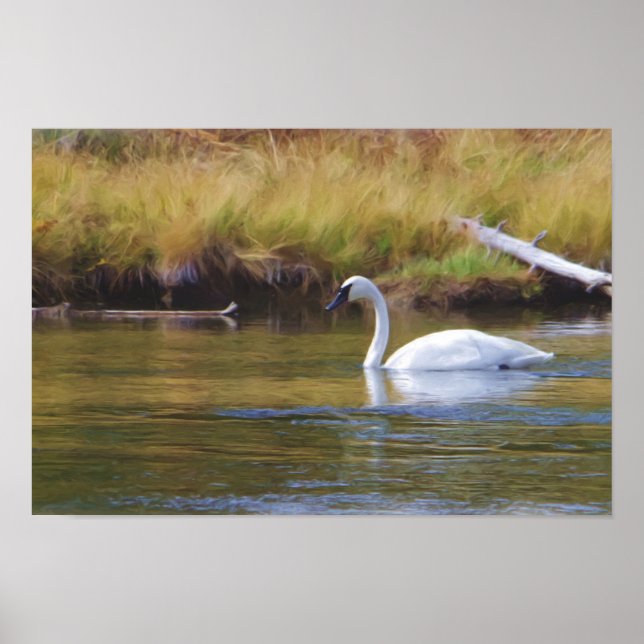 Poster Cygne trompette (Devant)