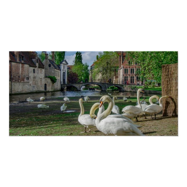 Poster Cygnes blancs à Bruges (Devant)
