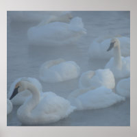 Cygnes dans le brouillard matinal (Cygnus buccinat