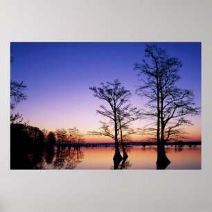 Poster Cyprès chauves en silhouette au coucher du soleil,